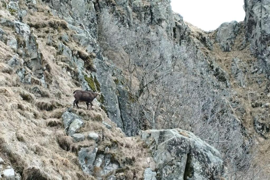 Aux Balcons De La Vallee Soultzeren Экстерьер фото